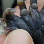 На японских островах живёт колючепалая лягушка с пятью пальцами