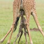 Новорожденный жираф
