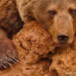 Бурые медведи в дикой природе