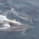 Дельфины на своих спинах поддержали на плаву парализованную самку