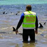 В Австралии дельфин помог спасти сородичей, которым грозила гибель