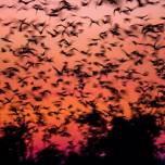 Сезонная миграция летучих мышей в Замбии