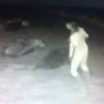 Ради забавы девушки напали на отдыхавших ночью тюленей