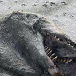 На пляж Новой Зеландии выбросило девятиметрового доисторического монстра