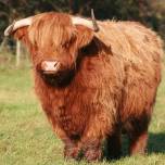 Шотландская высокогорная корова (hairy coo)