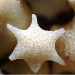 Крупинки песка под микроскопом