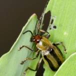 Кукурузные жуки способны питаться даже соей