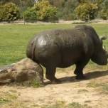 Носорог на пилоне