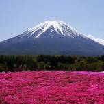 Японские поля с цветущей шиба-закура (shibazakura)