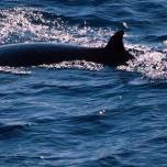 Карликовый кит (лат. Caperea marginata)