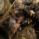 Cамки жуков-могильщиков поедают слишком назойливое потомство
