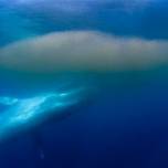 Отложения ушного воска у синих китов, напоминающие годовые кольца деревьев