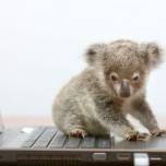 Очаровательный малыш коала