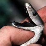 10 смертельно опасных видов змей