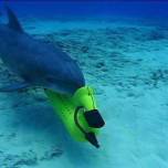 Дельфины помогли создать радар для обнаружения взрывных устройств
