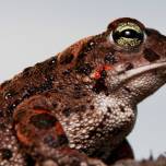 Камышовая жаба или вонючая жаба (лат. Bufo calamita)