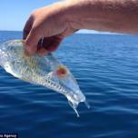 Рыбак поймал совершенно прозрачное существо