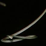 Форма тела парящих змей напоминает НЛО