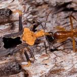 Австралийские клопы ловят муравьёв на свои ноги