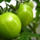 Зеленые томаты способствуют росту мышц