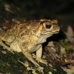 Ядовитые жабы вторглись на Мадагаскар