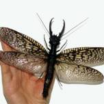 В китае обнаружено крупнейшее в мире водное насекомое