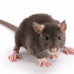 Ученые сделали мышь прозрачной