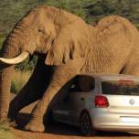 Африканский слон и volkswagen polo