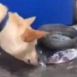 Собака в Таиланде попыталась спасти лежащую на земле рыбу