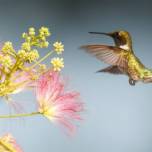 В процессе эволюции колибри перепутали нектар с мясом