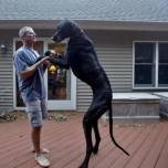 Самая высокая в мире собака умерла от старости в возрасте 5 лет