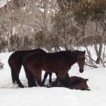 Экологи запечатлели шокирующую трапезу лошадей-каннибалов