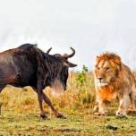 Драматические кадры охоты льва на гну