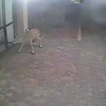 Обезумевший олень атаковал отель в Пенсильвании