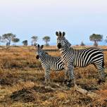 Зоологи нашли новое объяснение полосатости зебр