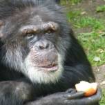 Шимпанзе оказались способными к обучению иностранным языкам
