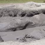 Слоненок едва не утонул в грязи в кении