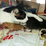 Кошка стала приемной матерью для новорожденного щенка