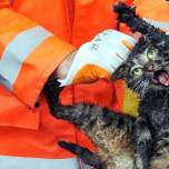 Спасенный из автомобильного двигателя кот стал интернет-сенсацией