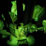 Биологи раскрыли секрет светящихся грибов