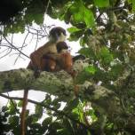 Опубликован первый в мире снимок якобы исчезнувшей обезьяны из конго