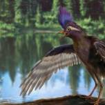 Обнаружены останки древнейшего предка современных птиц