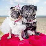 Свадебное платье для собаки обошлось хозяевам в 1,6 тысячи долларов