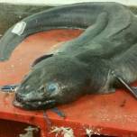 Британские рыбаки выловили гигантского морского угря