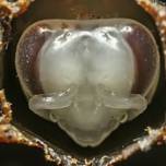 Как рождаются медоносные пчелы