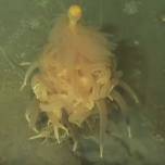 «Летающий макаронный монстр» найден на дне океана