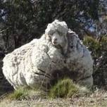 Овцу, которая может умереть от переизбытка шерсти, постригут под наркозом