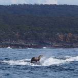 Тюлень прокатился на спине горбатого кита