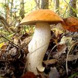 Загадки мира грибов