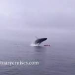 40-Тонный горбатый кит напугал каякеров